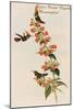 Rufous-Crested Coquette Hummingbird-John Gould-Mounted Art Print