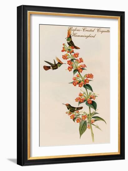 Rufous-Crested Coquette Hummingbird-John Gould-Framed Art Print