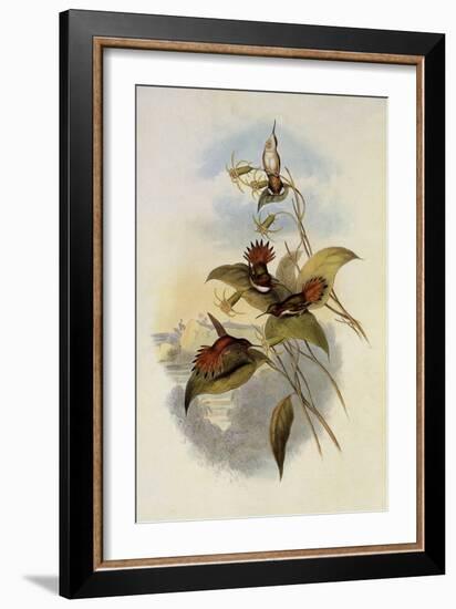 Rufous Flame-Bearer, Selasphorus Rufus-John Gould-Framed Giclee Print