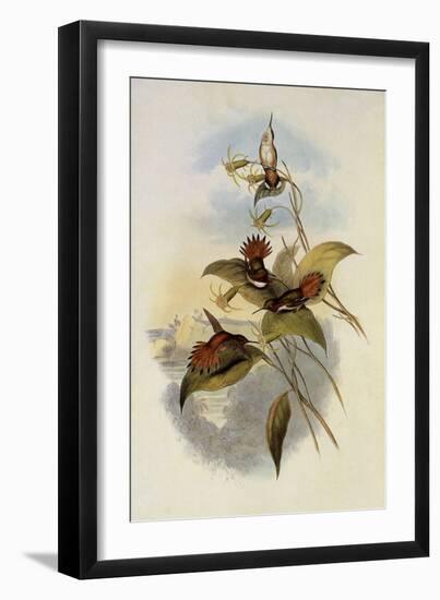 Rufous Flame-Bearer, Selasphorus Rufus-John Gould-Framed Giclee Print