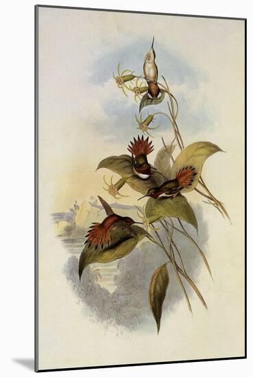 Rufous Flame-Bearer, Selasphorus Rufus-John Gould-Mounted Giclee Print