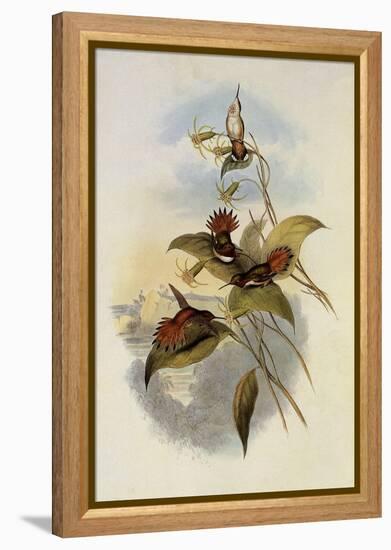 Rufous Flame-Bearer, Selasphorus Rufus-John Gould-Framed Premier Image Canvas