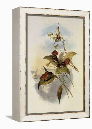 Rufous Flame-Bearer, Selasphorus Rufus-John Gould-Framed Premier Image Canvas