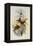 Rufous Flame-Bearer, Selasphorus Rufus-John Gould-Framed Premier Image Canvas