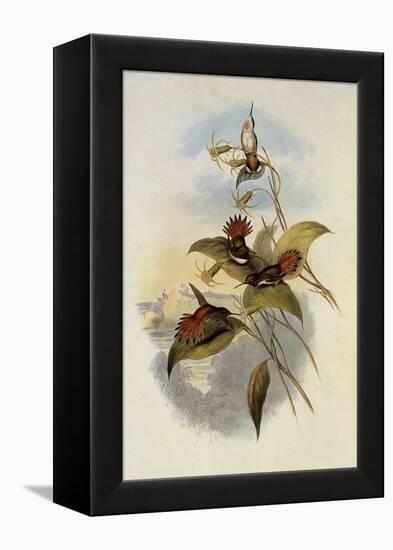 Rufous Flame-Bearer, Selasphorus Rufus-John Gould-Framed Premier Image Canvas