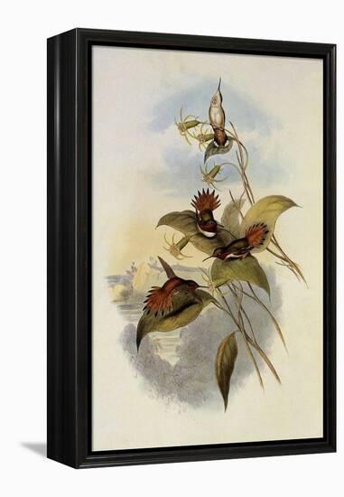 Rufous Flame-Bearer, Selasphorus Rufus-John Gould-Framed Premier Image Canvas