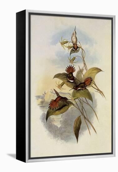 Rufous Flame-Bearer, Selasphorus Rufus-John Gould-Framed Premier Image Canvas