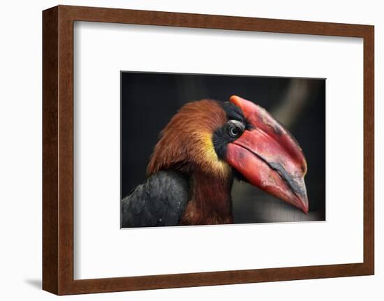 Rufous Hornbill (Buceros Hydrocorax), also known as the Philippine Hornbill.-Vladimir Wrangel-Framed Photographic Print