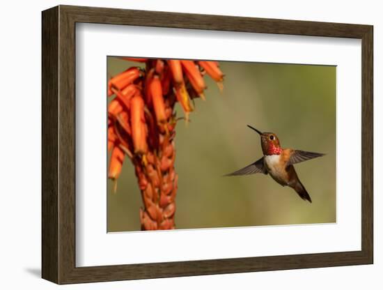 Rufous hummingbird, cholla blooms-Ken Archer-Framed Photographic Print