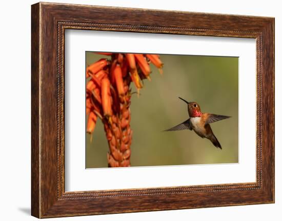 Rufous hummingbird, cholla blooms-Ken Archer-Framed Photographic Print