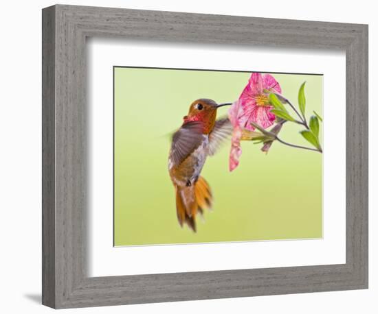 Rufous Hummingbird Feeding in a Flower Garden, British Columbia, Canada-Larry Ditto-Framed Photographic Print