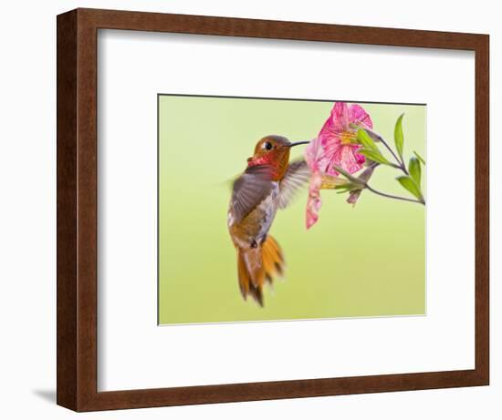 Rufous Hummingbird Feeding in a Flower Garden, British Columbia, Canada-Larry Ditto-Framed Photographic Print