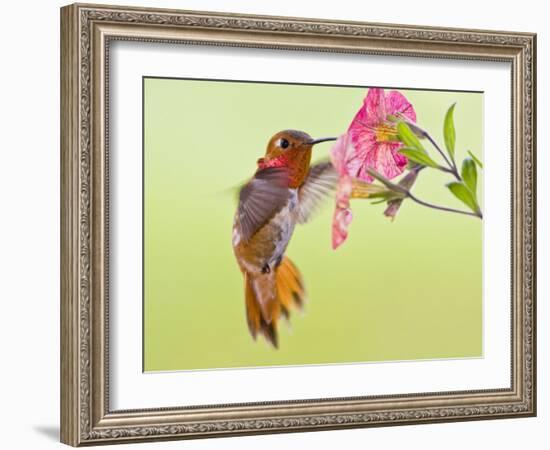 Rufous Hummingbird Feeding in a Flower Garden, British Columbia, Canada-Larry Ditto-Framed Photographic Print