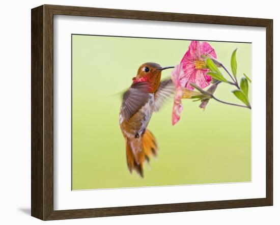 Rufous Hummingbird Feeding in a Flower Garden, British Columbia, Canada-Larry Ditto-Framed Photographic Print