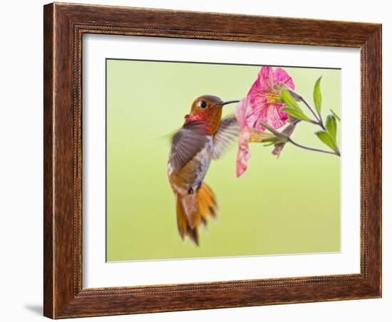 Rufous Hummingbird Feeding in a Flower Garden, British Columbia, Canada-Larry Ditto-Framed Photographic Print