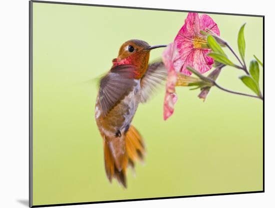 Rufous Hummingbird Feeding in a Flower Garden, British Columbia, Canada-Larry Ditto-Mounted Photographic Print