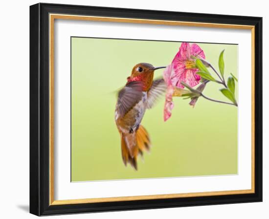 Rufous Hummingbird Feeding in a Flower Garden, British Columbia, Canada-Larry Ditto-Framed Photographic Print