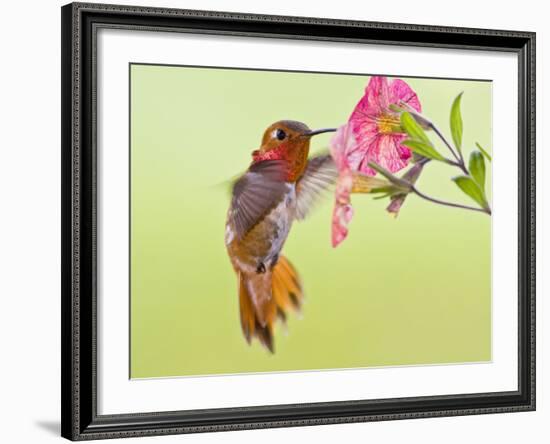 Rufous Hummingbird Feeding in a Flower Garden, British Columbia, Canada-Larry Ditto-Framed Photographic Print