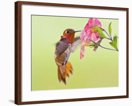 Rufous Hummingbird Feeding in a Flower Garden, British Columbia, Canada-Larry Ditto-Framed Photographic Print