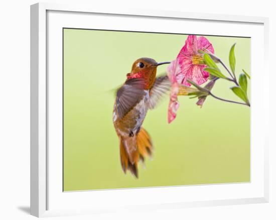 Rufous Hummingbird Feeding in a Flower Garden, British Columbia, Canada-Larry Ditto-Framed Photographic Print