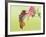 Rufous Hummingbird Feeding in a Flower Garden, British Columbia, Canada-Larry Ditto-Framed Photographic Print