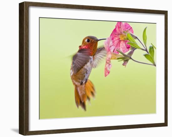 Rufous Hummingbird Feeding in a Flower Garden, British Columbia, Canada-Larry Ditto-Framed Photographic Print