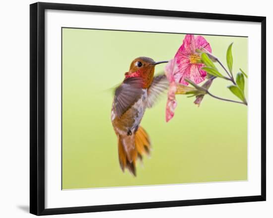 Rufous Hummingbird Feeding in a Flower Garden, British Columbia, Canada-Larry Ditto-Framed Photographic Print