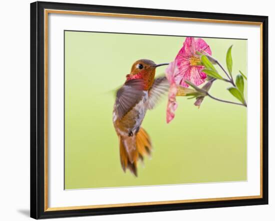 Rufous Hummingbird Feeding in a Flower Garden, British Columbia, Canada-Larry Ditto-Framed Photographic Print