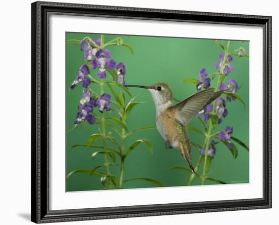 Rufous Hummingbird, Female Feeding on Purple Angelonia Paradise, Chiricahua Mountains, Arizona, USA-Rolf Nussbaumer-Framed Photographic Print