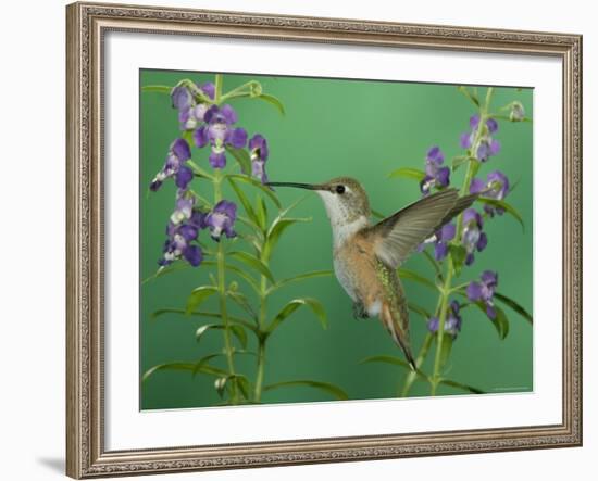 Rufous Hummingbird, Female Feeding on Purple Angelonia Paradise, Chiricahua Mountains, Arizona, USA-Rolf Nussbaumer-Framed Photographic Print