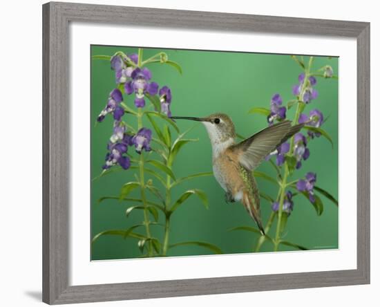 Rufous Hummingbird, Female Feeding on Purple Angelonia Paradise, Chiricahua Mountains, Arizona, USA-Rolf Nussbaumer-Framed Photographic Print