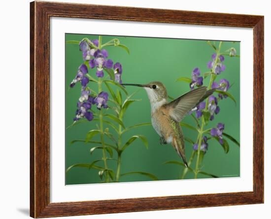 Rufous Hummingbird, Female Feeding on Purple Angelonia Paradise, Chiricahua Mountains, Arizona, USA-Rolf Nussbaumer-Framed Photographic Print