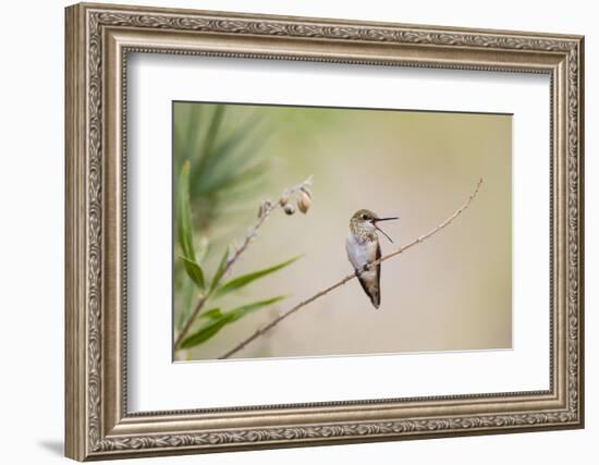 Rufous Hummingbird Immature Male Vocalizing-Larry Ditto-Framed Photographic Print