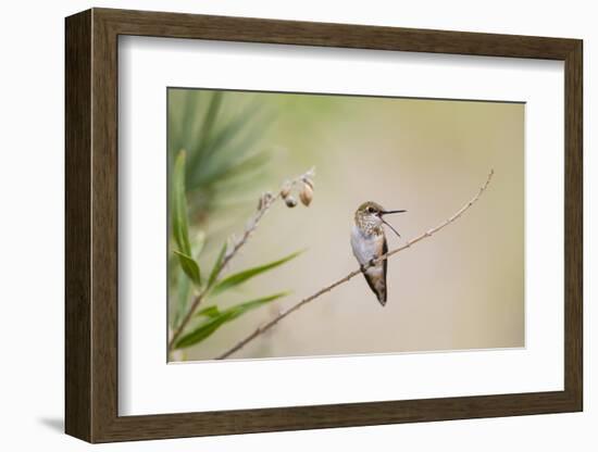 Rufous Hummingbird Immature Male Vocalizing-Larry Ditto-Framed Photographic Print