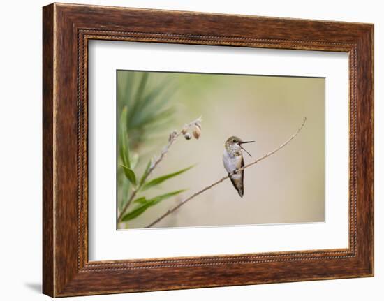 Rufous Hummingbird Immature Male Vocalizing-Larry Ditto-Framed Photographic Print