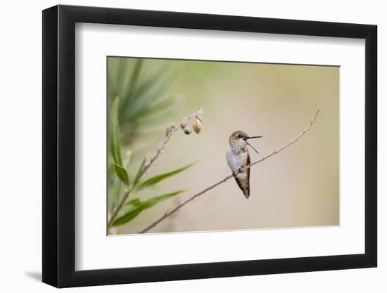 Rufous Hummingbird Immature Male Vocalizing-Larry Ditto-Framed Photographic Print