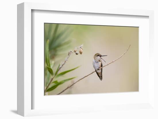 Rufous Hummingbird Immature Male Vocalizing-Larry Ditto-Framed Photographic Print