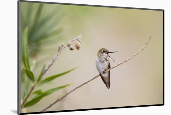 Rufous Hummingbird Immature Male Vocalizing-Larry Ditto-Mounted Photographic Print