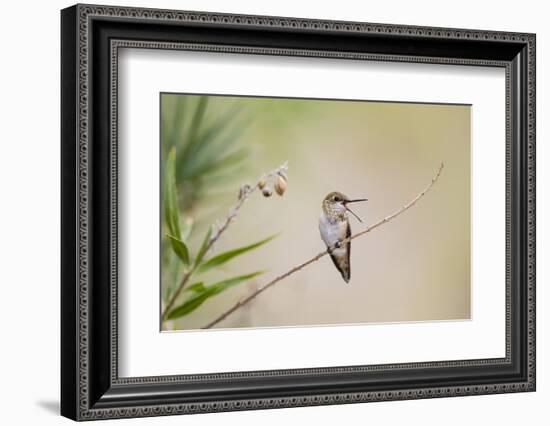 Rufous Hummingbird Immature Male Vocalizing-Larry Ditto-Framed Photographic Print