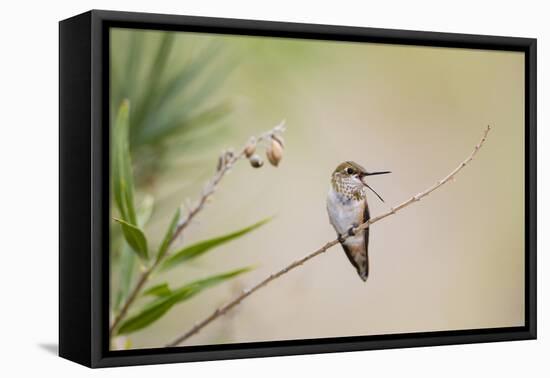 Rufous Hummingbird Immature Male Vocalizing-Larry Ditto-Framed Premier Image Canvas