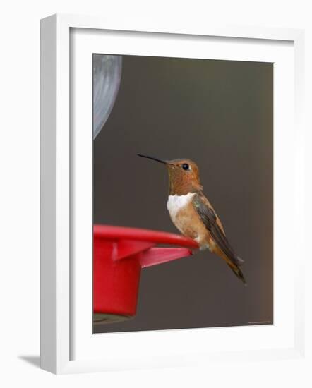 Rufous Hummingbird, Male at Feeder, Paradise, Chiricahua Mountains, Arizona, USA-Rolf Nussbaumer-Framed Photographic Print