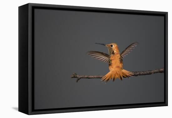 Rufous hummingbird (Selasphorus rufus).-Larry Ditto-Framed Premier Image Canvas