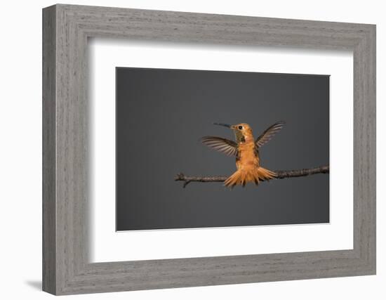 Rufous hummingbird (Selasphorus rufus).-Larry Ditto-Framed Photographic Print