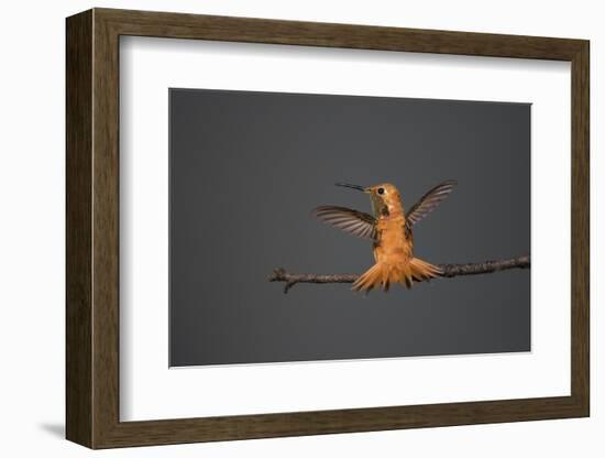 Rufous hummingbird (Selasphorus rufus).-Larry Ditto-Framed Photographic Print