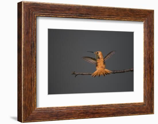 Rufous hummingbird (Selasphorus rufus).-Larry Ditto-Framed Photographic Print