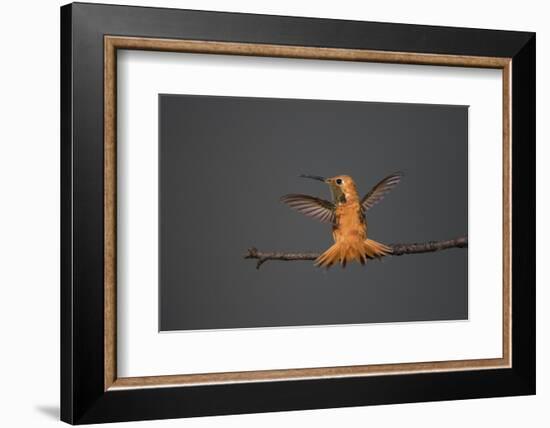 Rufous hummingbird (Selasphorus rufus).-Larry Ditto-Framed Photographic Print