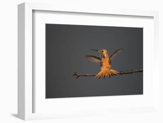 Rufous hummingbird (Selasphorus rufus).-Larry Ditto-Framed Photographic Print