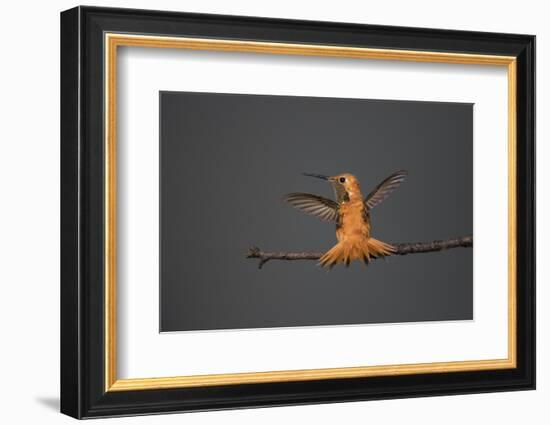 Rufous hummingbird (Selasphorus rufus).-Larry Ditto-Framed Photographic Print