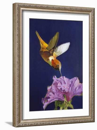 Rufous Hummingbird-Max Hayslette-Framed Giclee Print