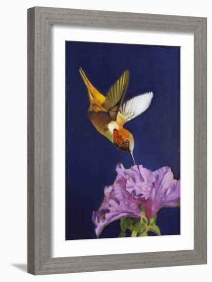 Rufous Hummingbird-Max Hayslette-Framed Giclee Print